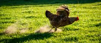 Brown hen running across vibrant green grass with chicks following behind in sunny farmyard setting for agricultural and poultry farming concepts.