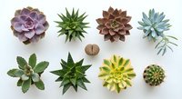 Colorful succulent plants collection arranged in rows on white background, featuring various species with different shapes and colors for home decor projects.