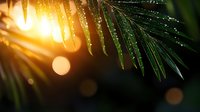 Palm fronds with morning dew drops catching golden sunlight, creating magical bokeh effect against dark background, atmospheric nature photography.