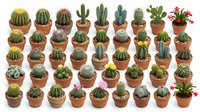 Large collection of small potted cacti and succulents in terracotta pots arranged in rows on white background, perfect for gardening and plant design projects.