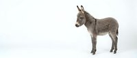Gray donkey standing in profile on white background isolated for design and clipart use in educational materials.