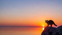 Cat silhouette on rocky cliff overlooking calm ocean water during golden hour sunset with orange and purple sky colors reflecting on sea surface.