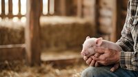 Farmer holding young piglet in hands at barn, agricultural livestock care and animal husbandry practice.