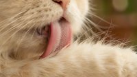 Close-up of a light-colored cat with tongue out, showing playful or content expression. Suitable for pet care, veterinary, and animal behavior content.