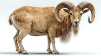 Majestic wild ram with large curved horns standing in profile, showcasing golden brown fur and distinctive facial features on white background.