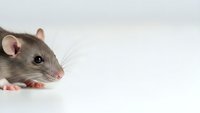 Gray domestic rat with pink nose and ears on white background, isolated rodent pet portrait for veterinary and animal care designs.