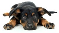 Adorable black and tan mixed breed puppy lying down with sad expressive eyes and floppy ears against white background, isolated pet portrait for animal care designs.