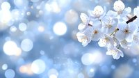 White cherry blossoms with soft blue bokeh background creating dreamy spring atmosphere for seasonal designs and nature themes.