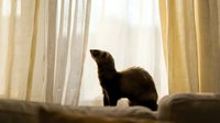 Dark brown mink or ferret standing on cushioned surface near sheer curtains with natural light filtering through, suitable for pet care, wildlife, and animal behavior content.