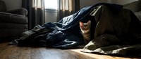 Curious tabby kitten peeking out from under a dark blanket on a sunlit hardwood floor in a cozy living room interior.
