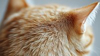 Close-up macro shot of ginger cat ear and fur texture showing detailed hair structure and soft fluffy coat in warm natural lighting with shallow depth of field.