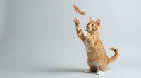Playful orange tabby cat standing on hind legs catching falling autumn leaf against clean white background, perfect for pet care and seasonal designs.