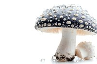 Dramatic black and white amanita mushroom with water drops on cap against white background, isolated macro photography for nature and botanical design.