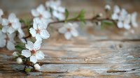 Delicate white spring blossoms with pink centers on rustic wooden background, soft focus macro photography creates dreamy natural atmosphere.