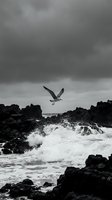 Seagull soaring over dramatic rocky coastline with crashing waves and stormy sky in monochrome black and white composition for coastal nature themes.