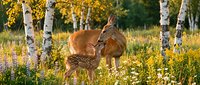 Deer mother and fawn nursing in meadow with birch trees and wildflowers during golden hour, wildlife and nature scene.