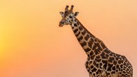 Majestic giraffe portrait against warm orange sunset sky background showcasing distinctive spotted pattern and elegant long neck in natural wildlife setting.