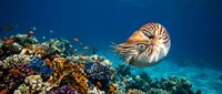 Nautilus shell swimming near vibrant coral reef in deep blue ocean water showcasing marine biodiversity and underwater ecosystem life.