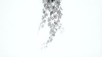 Hanging willow branches with delicate leaves isolated on white background, ready for design projects, web graphics, and decorative applications.
