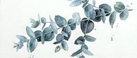 Watercolor eucalyptus branch with silvery-green leaves and delicate splashes on white background, isolated design element for botanical artwork, home decor, and creative projects.