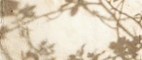 Vintage sepia toned background with delicate tree branch shadows creating natural organic frame border for romantic nostalgic design projects.