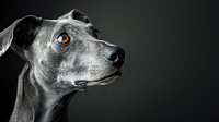 Grey dog with striking amber eyes in dramatic side profile against dark background, highlighting facial features and alert expression. Professional pet portrait.