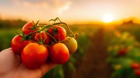 Fresh ripe cherry tomatoes on vine held against golden sunset background in agricultural field, vibrant red produce glowing in warm evening light.