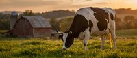 Holstein dairy cow grazing in pasture at golden hour sunset with red barn and rolling hills in rural countryside farm landscape.