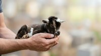 Adult male hands holding newborn goat kid with black and white coat, isolated against blurred background, suitable for agriculture, farming, animal care, and veterinary content.