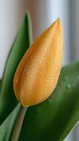 Fresh orange tulip bud covered in morning dew drops against green leaves background, macro photography with soft focus and natural lighting.