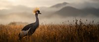 Grey crowned crane standing in golden grassland at sunset with misty mountains in background creating serene African wildlife scene for nature photography.