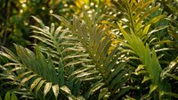 Lush green palm fronds with golden sunlight filtering through leaves, creating natural patterns and shadows in tropical foliage setting.