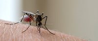 Aedes aegypti mosquito feeding on human skin with blood-filled abdomen, disease vector insect bite closeup for medical and health education purposes.