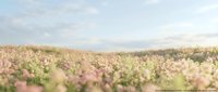 Soft dreamy meadow with delicate wildflowers in pastel pink and white tones under gentle sky light creating peaceful natural landscape for wellness content.