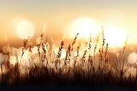 Dreamy golden sunset with wild grass silhouettes against glowing bokeh background creates atmospheric nature scene for wall art and greeting cards.