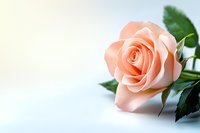Single peach-colored rose with green leaves lying on white surface, soft natural lighting creates gentle shadows and romantic atmosphere for wedding and love concepts.