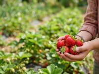 Fresh ripe strawberries held in hand at farm during harvest season. Farmer picking berries from garden field for agriculture and food production.