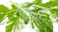 Fresh green parsley leaves with water droplets isolated on white background, suitable for culinary, food styling, and recipe design projects.
