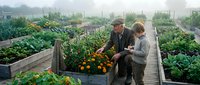 Senior couple harvesting fresh vegetables from raised garden beds in community allotment on misty morning. Organic farming and sustainable gardening lifestyle.