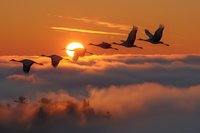 Silhouettes of migrating birds flying over misty clouds at sunset with dramatic orange sky and glowing sun.