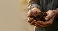 Person with medium skin tone holding star anise spices in cupped hands, wearing casual denim shirt. Suitable for culinary, cooking, spice trade, and ingredient sourcing content.