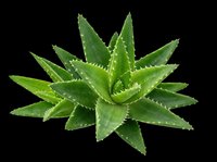 Aloe vera plant with water droplets, isolated on transparent background, ready for t-shirt designs, clipart, stickers, sublimation, and print-on-demand products.