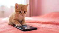 Ginger kitten with paws on smartphone, sitting on pink blanket indoors. Young cat exploring mobile device technology in home setting.