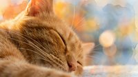 Peaceful orange tabby cat sleeping with closed eyes against soft bokeh lights background creating warm cozy atmosphere for pet care and relaxation themes.