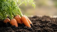 Fresh organic carrots growing in rich dark soil with green leafy tops in sunlight for healthy eating and sustainable agriculture concepts.