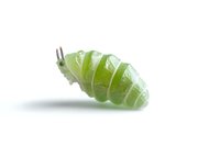 Translucent green caterpillar isolated on white background shows delicate segmented body structure and fine details in macro photography for nature studies.