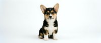 Adorable tricolor Shiba Inu puppy sitting on white background, isolated cute Japanese dog breed with perked ears and fluffy coat for pet designs.