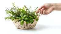 Hand picking fresh herbs from wicker basket with rosemary, basil, thyme on white background for cooking and culinary use.