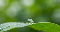 Single water droplet resting on fresh green leaf with natural bokeh background, showcasing purity and environmental freshness in macro photography.