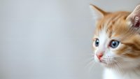 Adorable orange tabby kitten with bright blue eyes and white markings looking sideways against neutral background for pet care and animal content.